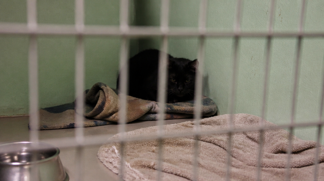 The Cat Who Waited Four Years