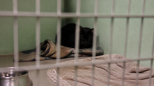 The Cat Who Waited Four Years